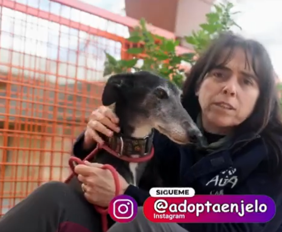 Adopta en JELO: Idalia, la galga rescatada del "vampiro" de Humanes Adopta en JELO: Idalia, la galga rescatada del "vampiro" de Humanes