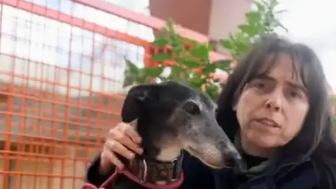 La galga Idalia en AdoptaenJelo La galga Idalia en AdoptaenJelo