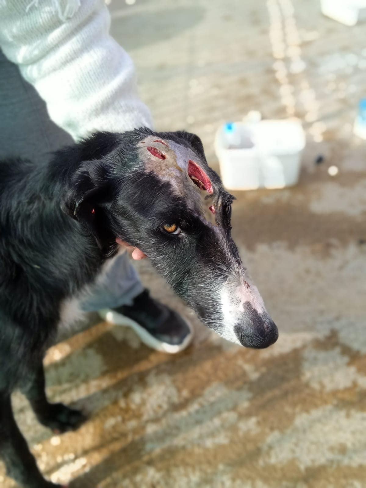 PACMA denuncia el hallazgo en Puertollano de un galgo vivo con el cráneo roto y chip de "baja por fallecimiento" PACMA denuncia el hallazgo en Puertollano de un galgo vivo con el cráneo roto y chip de "baja por fallecimiento"