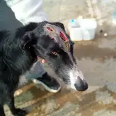 "Gasparín", el galgo rescatado en Puertollano "Gasparín", el galgo rescatado en Puertollano