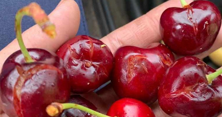La granizada del pasado miércoles afectó a más de 3.500 hectáreas de cerezos en el norte de Cáceres La granizada del pasado miércoles afectó a más de 3.500 hectáreas de cerezos en el norte de Cáceres