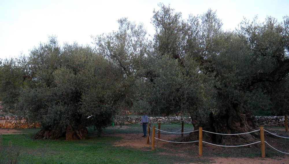 Gente Viajera entre olivos milenarios