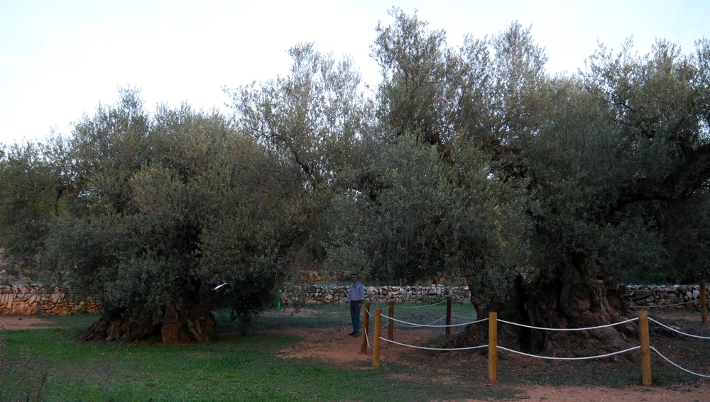Gente Viajera entre olivos milenarios Gente Viajera entre olivos milenarios