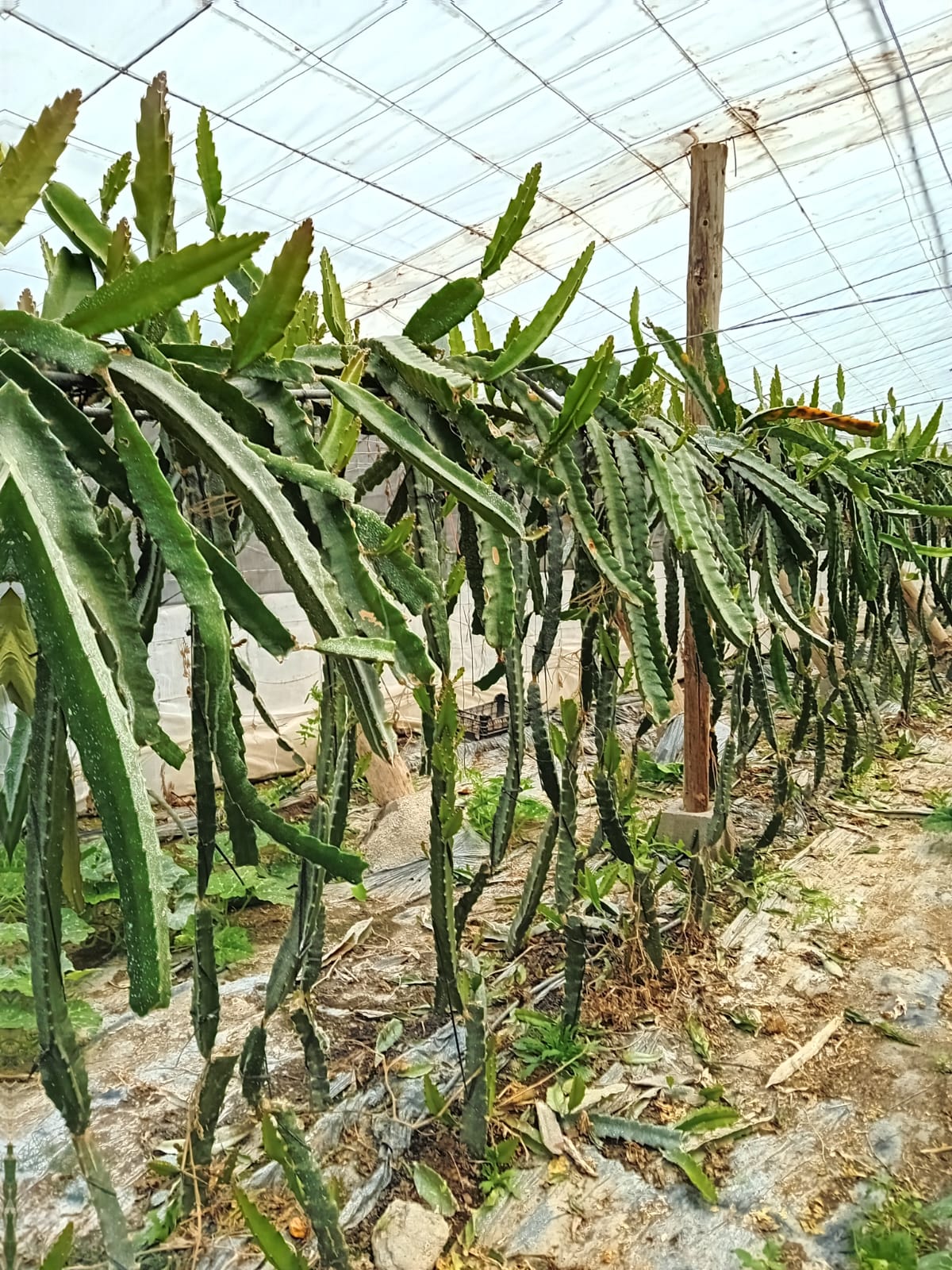 Almería es una de las principales productoras de pitaya en España Almería es una de las principales productoras de pitaya en España