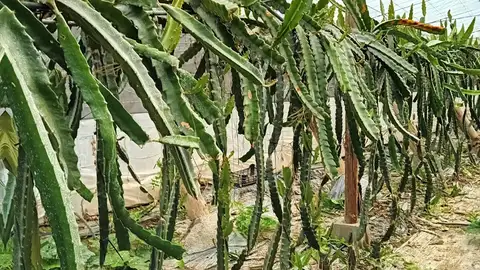 pitayas pitayas