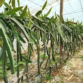 pitayas pitayas