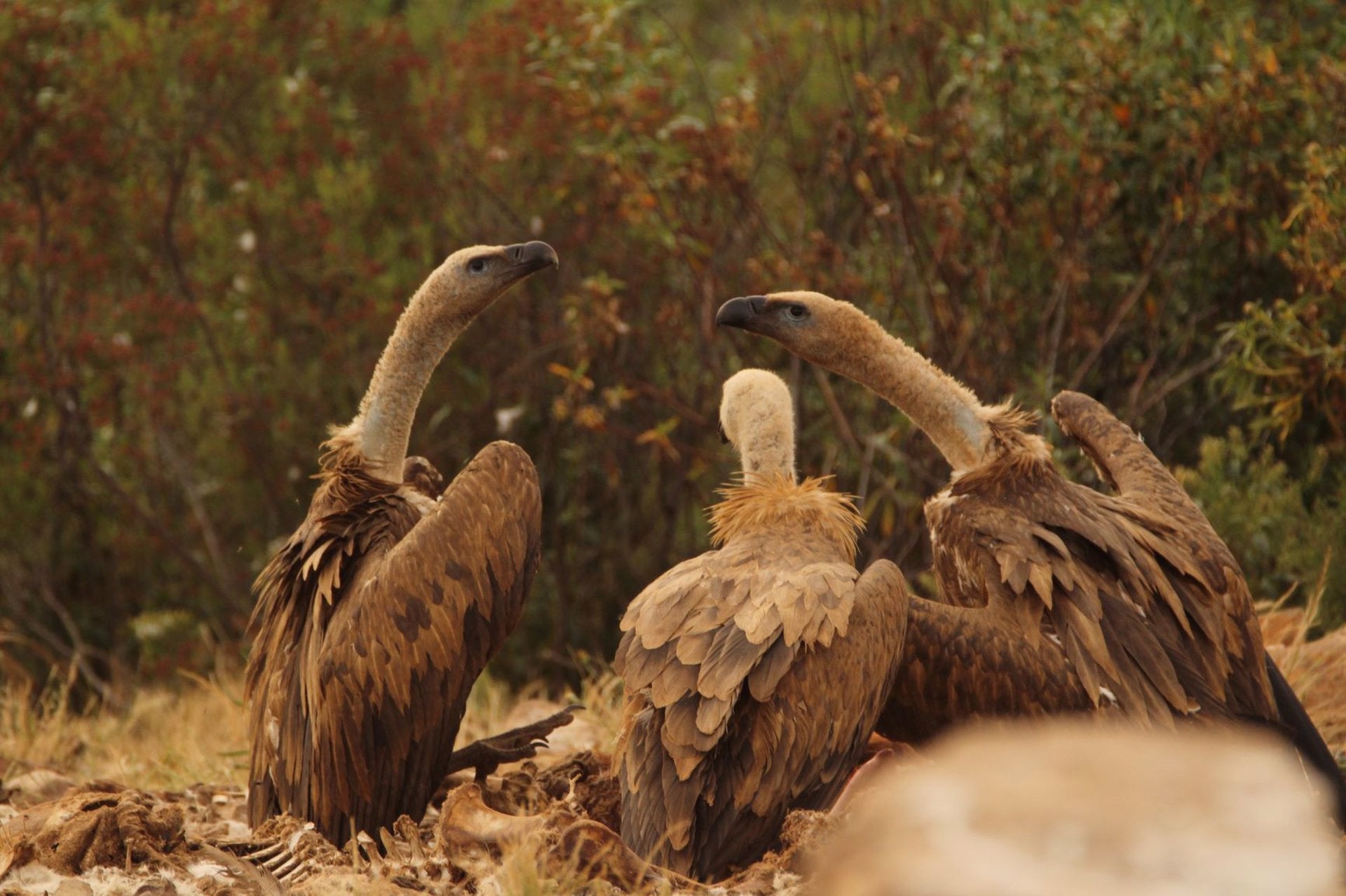 Un grupo de 21 buitres leonados de Extremadura y Andalucía viaja a Cerdeña para ayudar a la recuperación de la especie Un grupo de 21 buitres leonados de Extremadura y Andalucía viaja a Cerdeña para ayudar a la recuperación de la especie