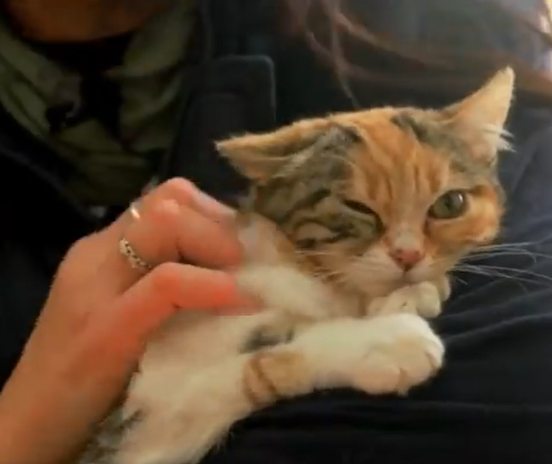 Adopta en JELO: Así es la gatita tricolor Fémina