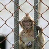 Un macaco en China