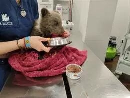 Rescatada una osezna de tres meses en Yernes y Tameza Rescatada una osezna de tres meses en Yernes y Tameza