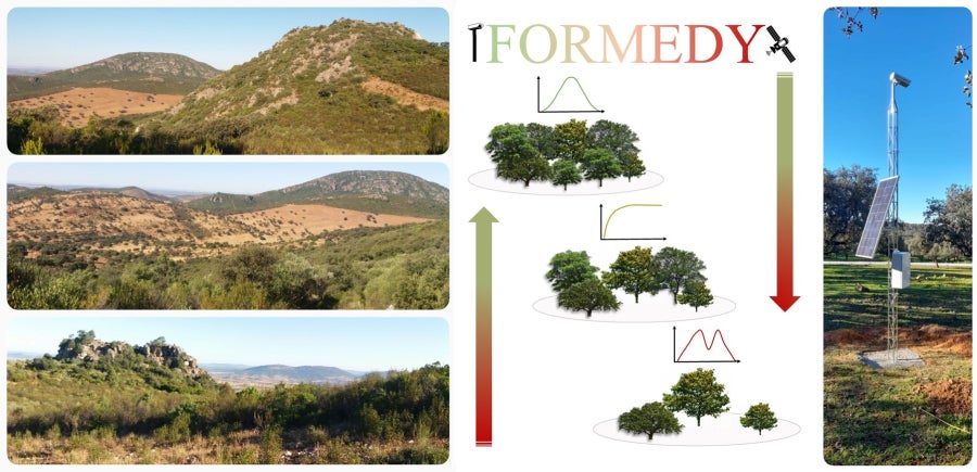La UCO lidera un proyecto que utiliza imágenes satelitales para conservar bosques mediterráneos andaluces La UCO lidera un proyecto que utiliza imágenes satelitales para conservar bosques mediterráneos andaluces