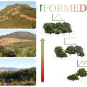 La UCO lidera un proyecto que utiliza imágenes satelitales para conservar bosques mediterráneos andaluces