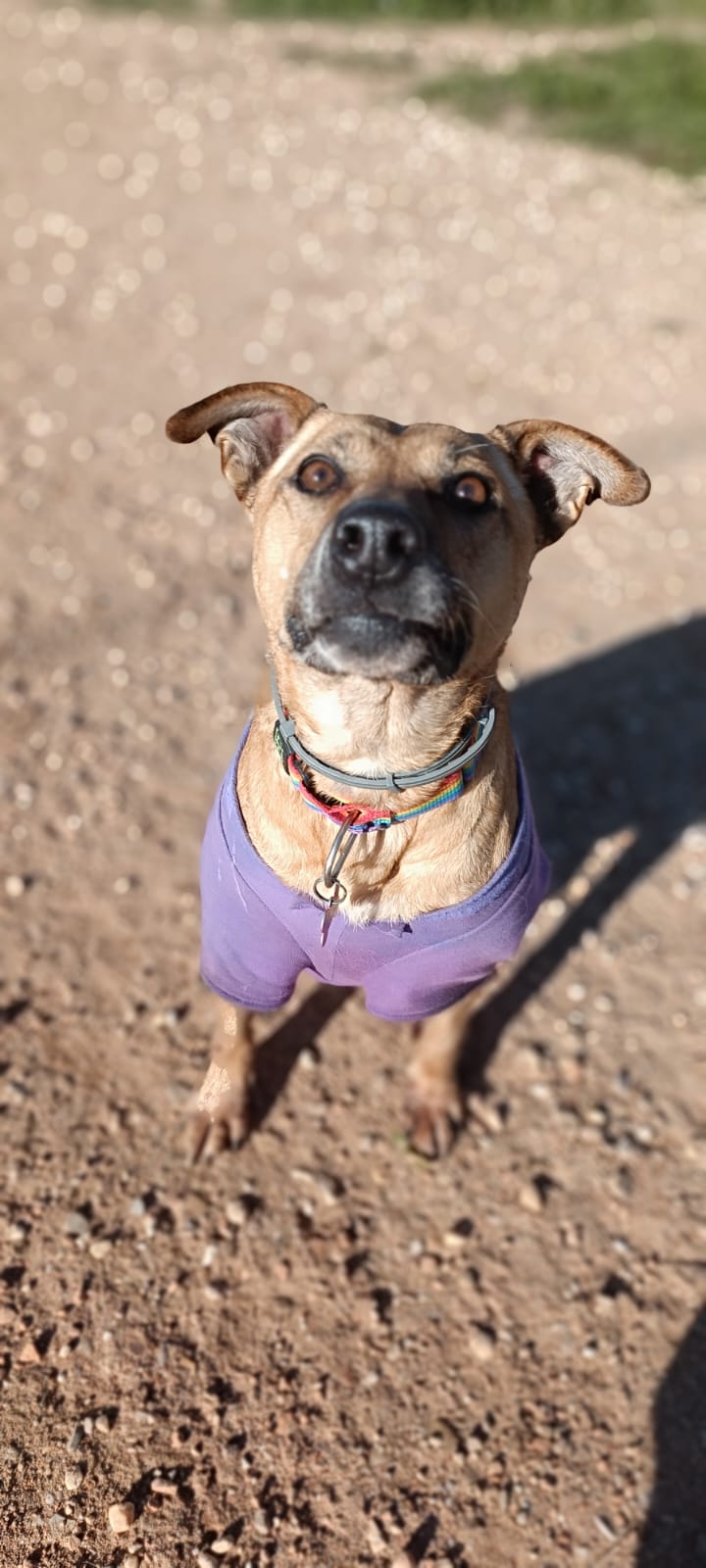 Luna, una perrita mestiza de Alcalá de Henares que busca una familia Luna, una perrita mestiza de Alcalá de Henares que busca una familia