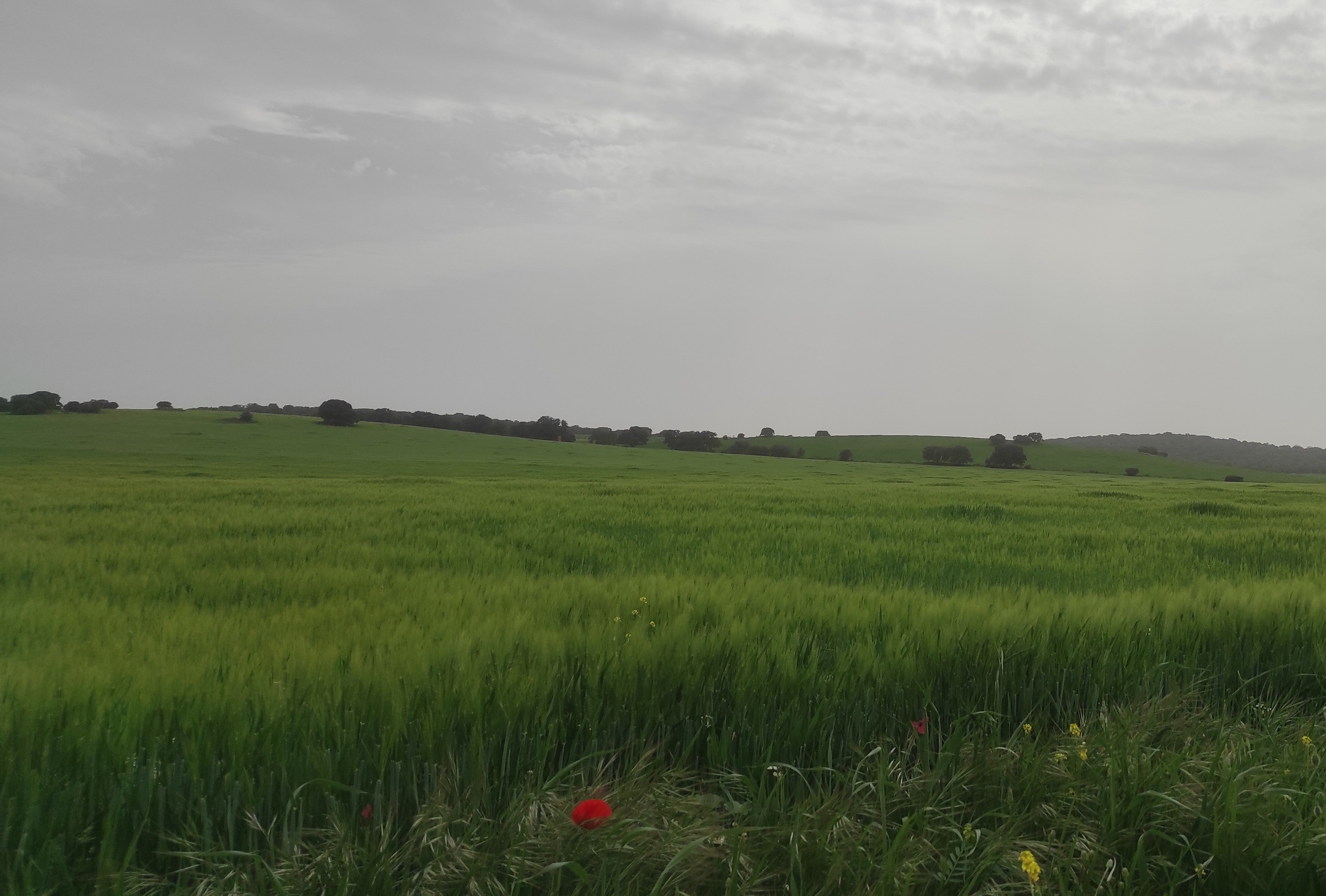 Agricultores y ganaderos aprovechan los efectos beneficiosos de la lluvia en la provincia de Ciudad Real Agricultores y ganaderos aprovechan los efectos beneficiosos de la lluvia en la provincia de Ciudad Real