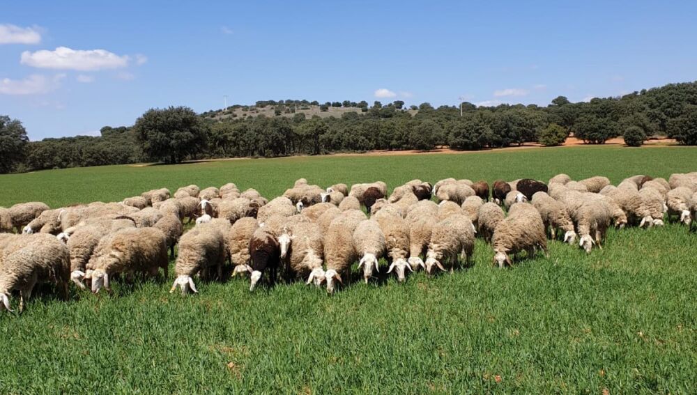 Ovejas pastando