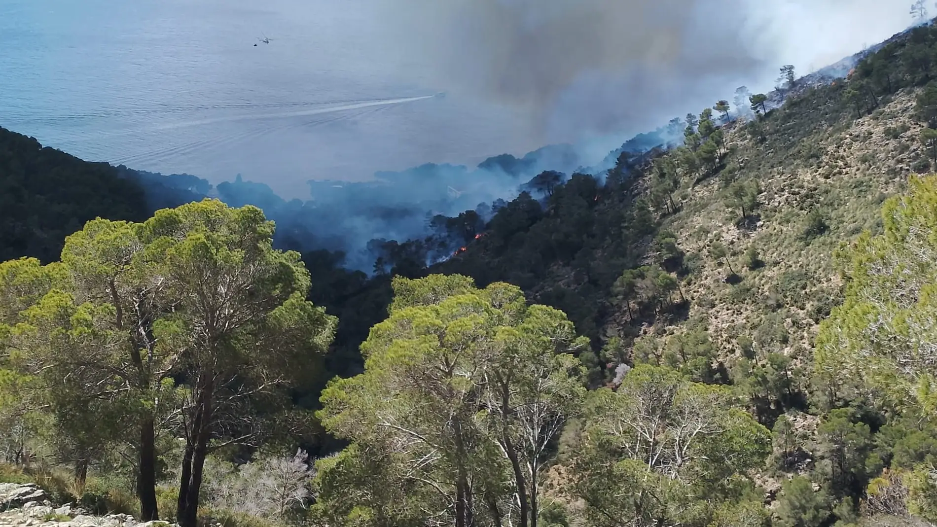 Un incendio forestal desatado en Costa dels Pins ha llevado al desalojo de 12 personas. 