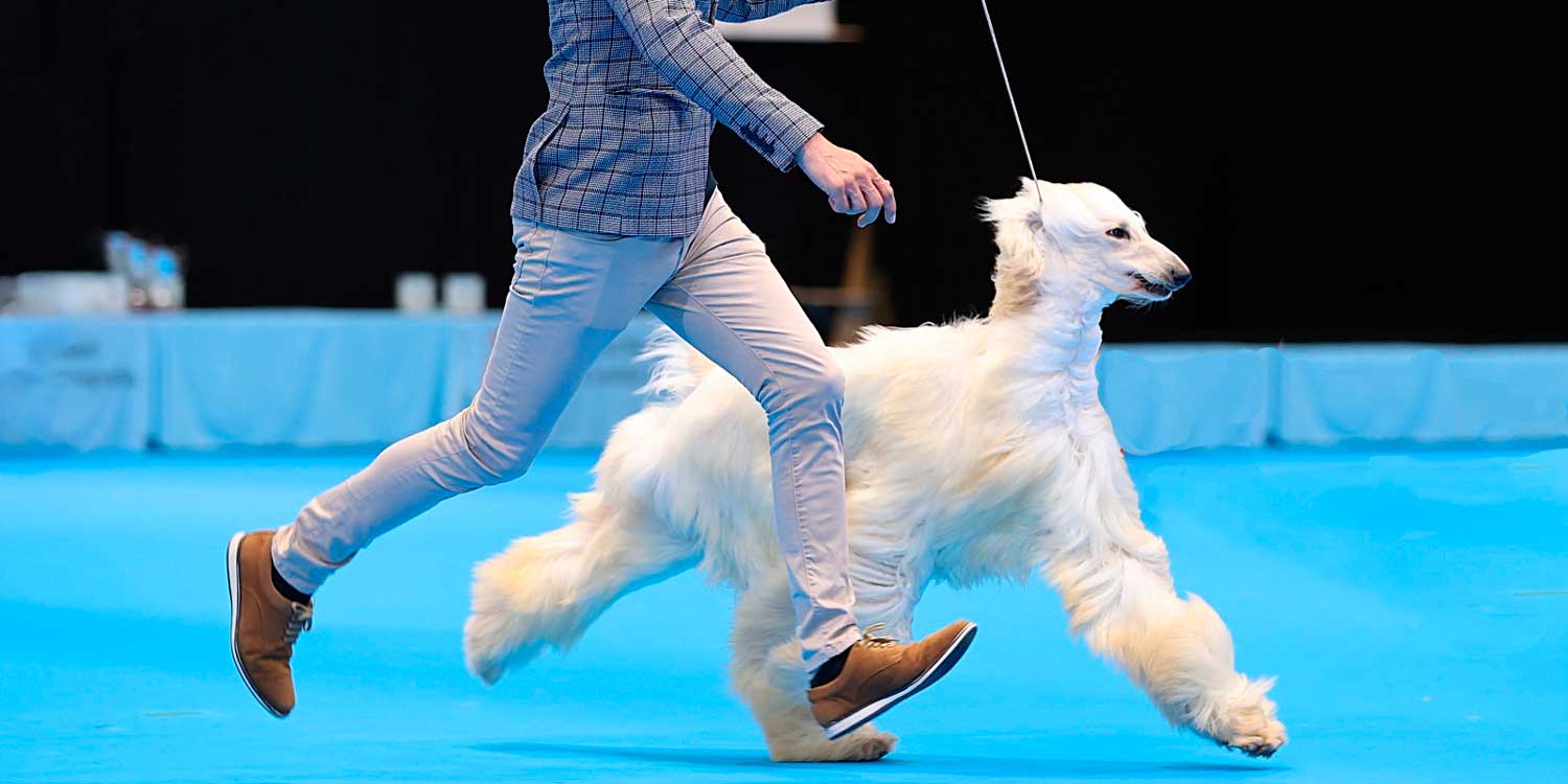 Ciudad Real se convierte en junio en la capital del perro con dos exhibiciones caninas que reunirán a miles de ejemplares Ciudad Real se convierte en junio en la capital del perro con dos exhibiciones caninas que reunirán a miles de ejemplares