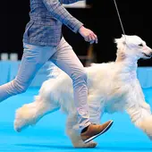 Un perro en una exhibición canina Un perro en una exhibición canina