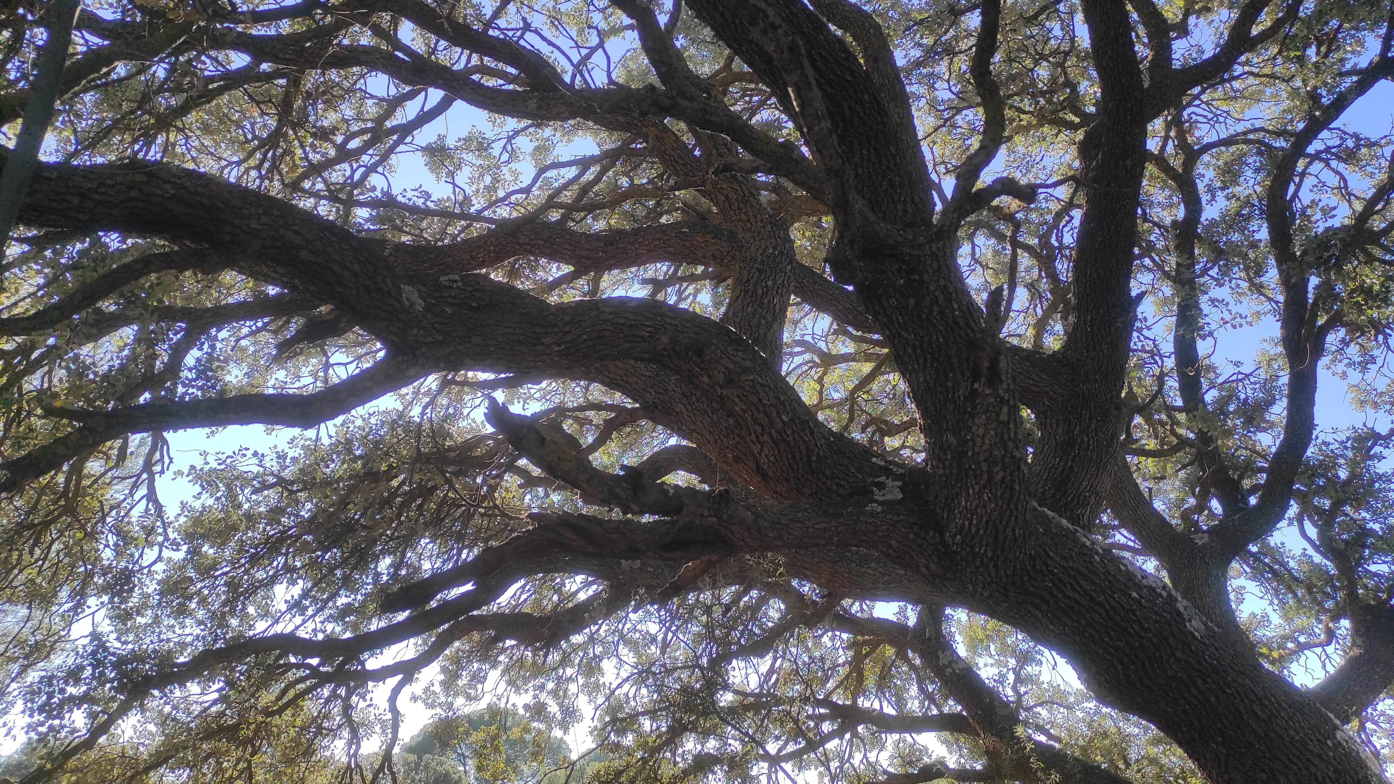 Valdepeñas avanza en su objetivo de convertirse en "una ciudad climáticamente inteligente" Valdepeñas avanza en su objetivo de convertirse en "una ciudad climáticamente inteligente"