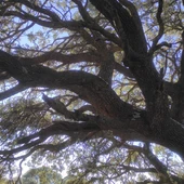 Árbol en el paraje de Las Aguas (Valdepeñas) Árbol en el paraje de Las Aguas (Valdepeñas)