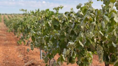 Vi&ntilde;as