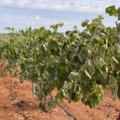 Viñas