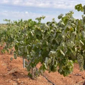 Viñas Viñas