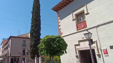 El Ayuntamiento de Alcalá de Henares está elaborando el catálogo de árboles de interés local del municipio Ciprés en el patio del Museo Casa Natal de Cervantes de Alcalá de Henares
