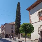 El Ayuntamiento de Alcalá de Henares está elaborando el catálogo de árboles de interés local del municipio