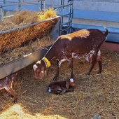 Reintroducción cabras raza Florida (Valdepeñas) Reintroducción cabras raza Florida (Valdepeñas)