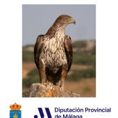 Andalucia Bird Festival 