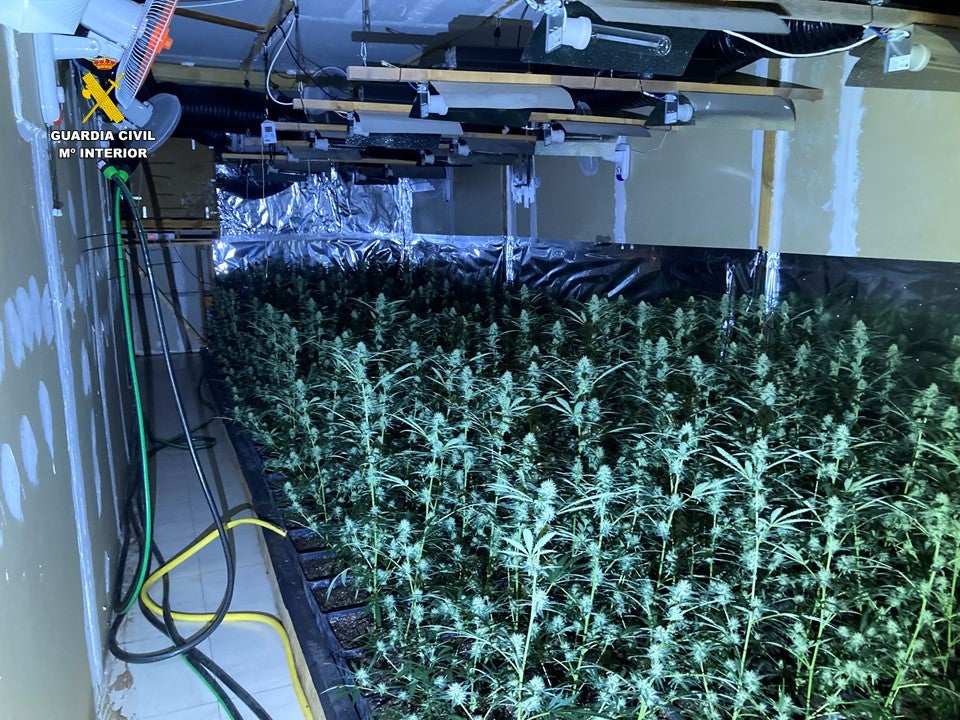La Guardia Civil de Alicante interviene 2.434 plantas de marihuana y detiene a una persona reincidente La Guardia Civil de Alicante interviene 2.434 plantas de marihuana y detiene a una persona reincidente