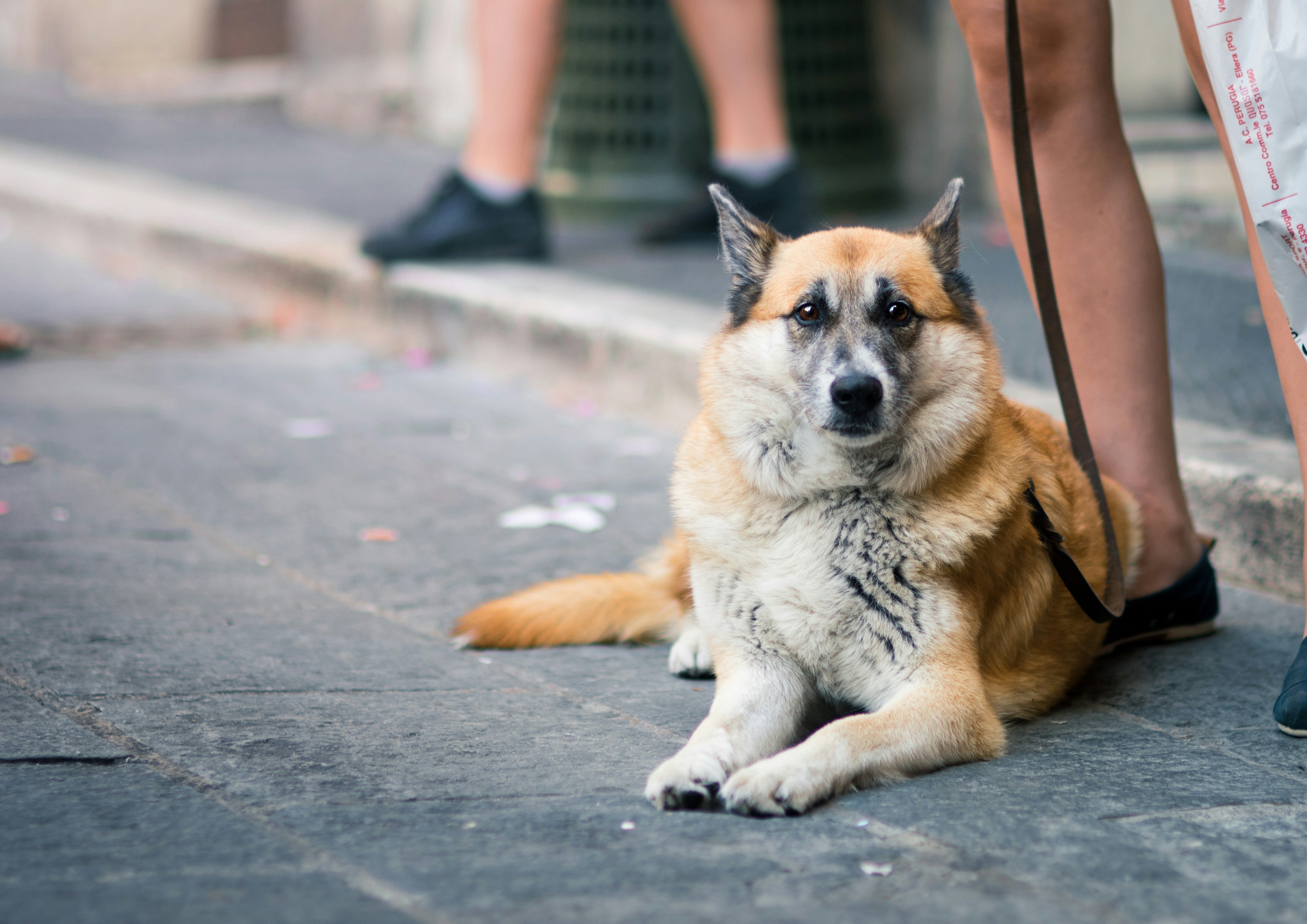 ¿Puedo ir a votar con mi perro en las elecciones en Cataluña? Esto dice la Ley ¿Puedo ir a votar con mi perro en las elecciones en Cataluña? Esto dice la Ley
