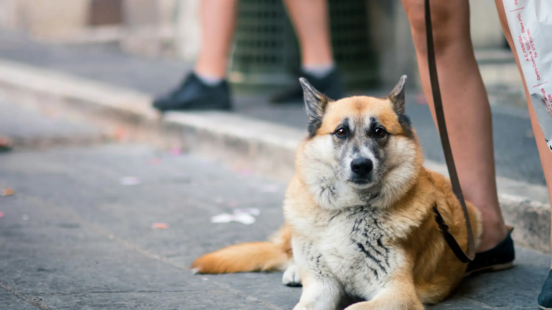 Imagen de archivo de un perro en la vía pública.