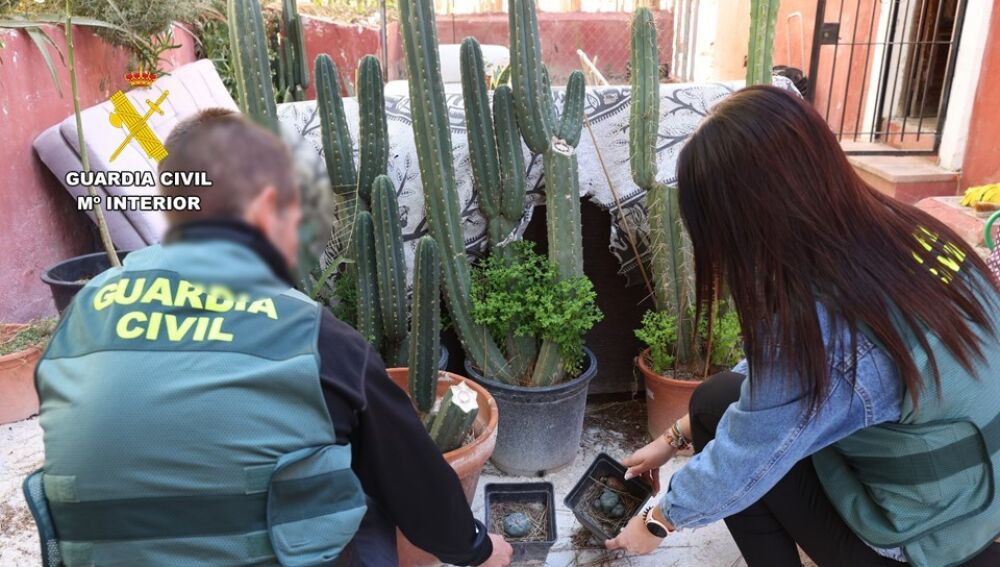 Los agentes encontraron cactus en el registro