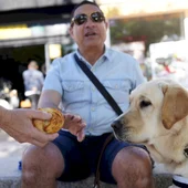 Perro guía Perro guía