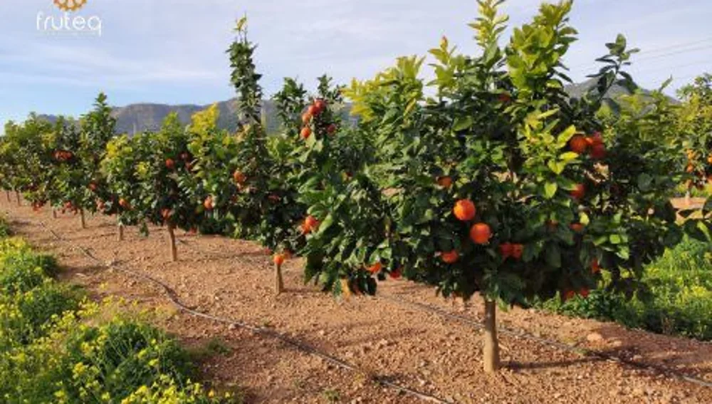 Servicios Agrícolas Fruteq