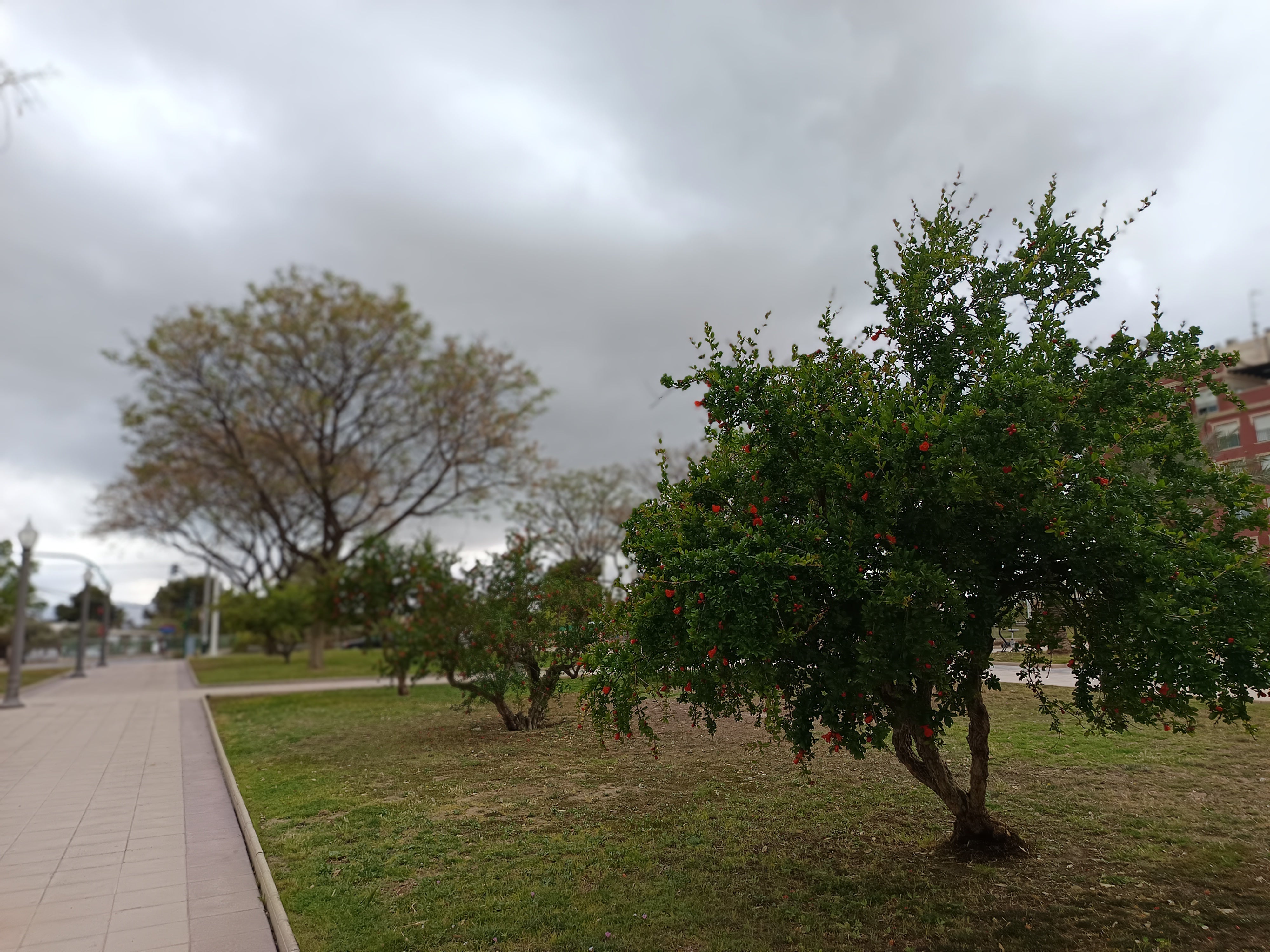 Las nubes vuelven al cielo de Elche, Crevillent y Santa Pola Las nubes vuelven al cielo de Elche, Crevillent y Santa Pola