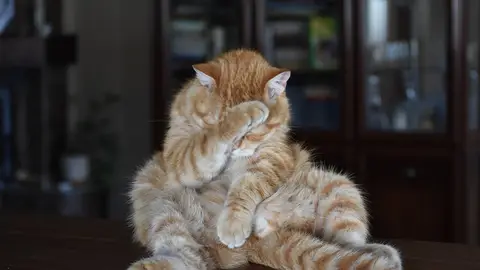 Gato Gato