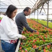 La Diputación de Cáceres distribuye 46.000 plantas ornamentales a 164 ayuntamientos de la provincia