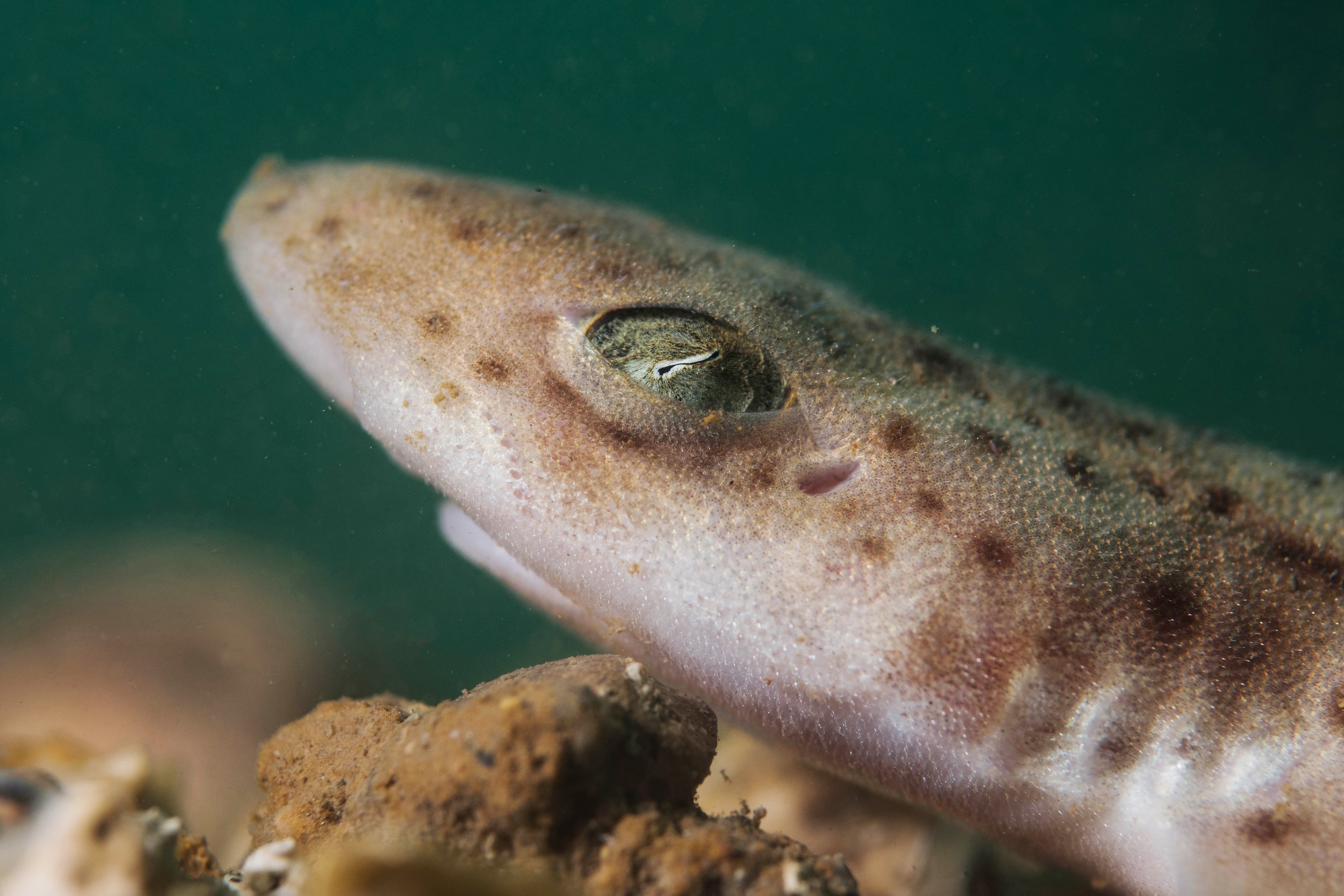 Estudiantes de Sagunto estudian el desarrollo embrionario de los tiburones y su protección con ayuda del Oceanogràfic Estudiantes de Sagunto estudian el desarrollo embrionario de los tiburones y su protección con ayuda del Oceanogràfic