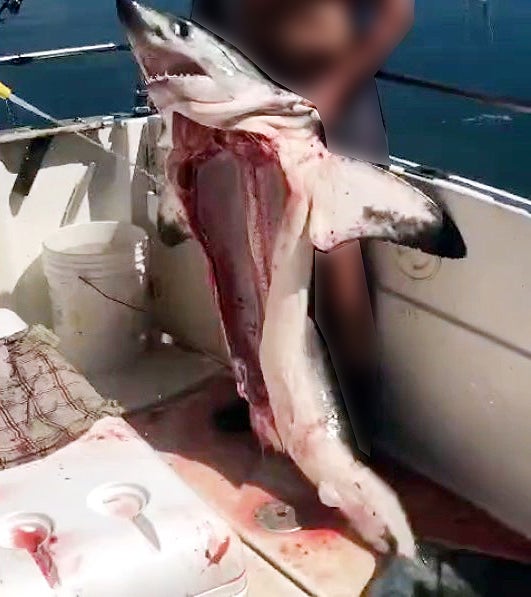Investigado un hombre que aparece en un vídeo con un tiburón muerto y sin vísceras de una especie protegida Investigado un hombre que aparece en un vídeo con un tiburón muerto y sin vísceras de una especie protegida