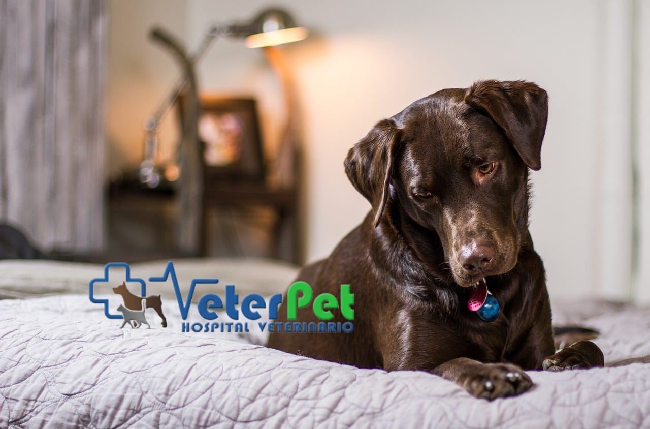 Tu perro puede sufrir ansiedad por separación. El adiestrador canino Ángel Osuna lo aclara Tu perro puede sufrir ansiedad por separación. El adiestrador canino Ángel Osuna lo aclara