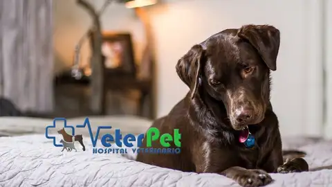 ¿Por qué el perro da vueltas en círculo antes de tumbarse? Ángel Osuna lo explica ¿Por qué el perro da vueltas en círculo antes de tumbarse? Ángel Osuna lo explica