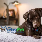 ¿Por qué el perro da vueltas en círculo antes de tumbarse? Ángel Osuna lo explica ¿Por qué el perro da vueltas en círculo antes de tumbarse? Ángel Osuna lo explica