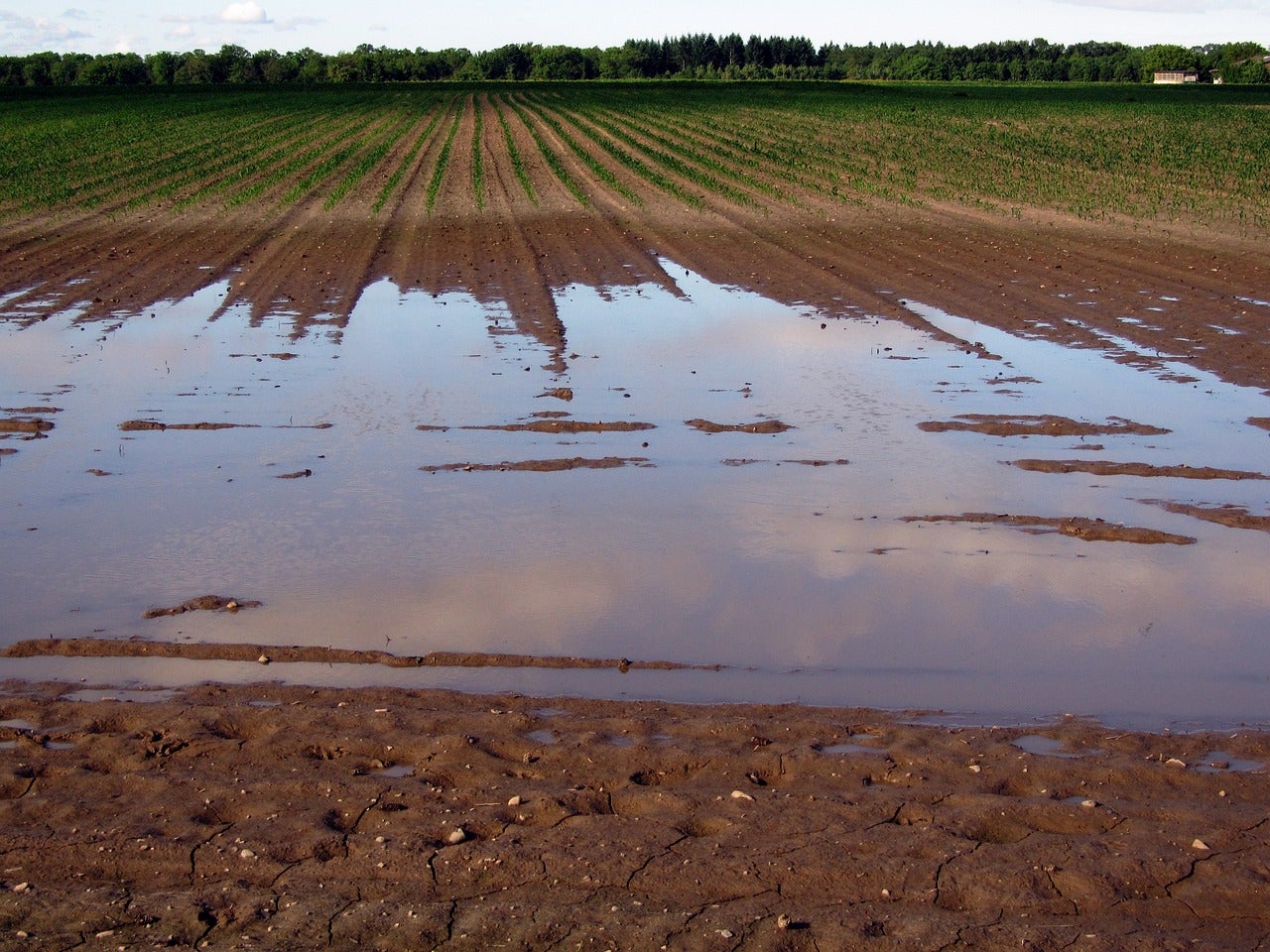 La lluvia da un respiro a hortalizas y frutales pero se mantiene la situación de grave sequía en la Vega Baja La lluvia da un respiro a hortalizas y frutales pero se mantiene la situación de grave sequía en la Vega Baja