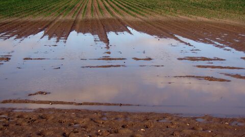 La lluvia da un respiro a hortalizas y frutales pero se mantiene la situaci&oacute;n de grave sequ&iacute;a en la Vega Baja 