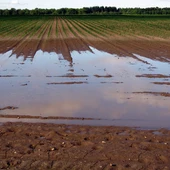 La lluvia da un respiro a hortalizas y frutales pero se mantiene la situación de grave sequía en la Vega Baja La lluvia da un respiro a hortalizas y frutales pero se mantiene la situación de grave sequía en la Vega Baja