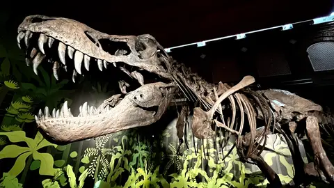 El Museo Arqueológico y Paleontológico de Alcalá de Henares muestra la historia de los dinosaurios y el trabajo de los paleontólogos que hallaron sus fósiles en la exposición “Cazadores de Dragones” Concavenator corcovatus de la muestra "Cazadores de Dragones"