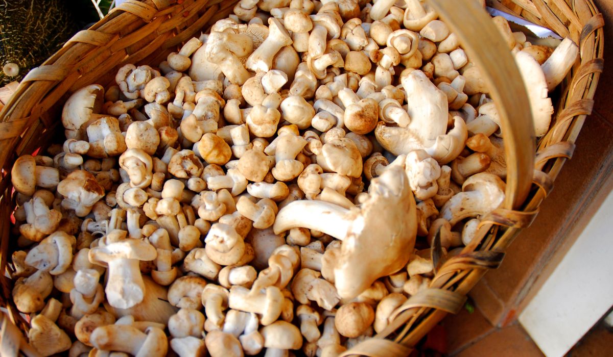 Setas primaverales Setas primaverales